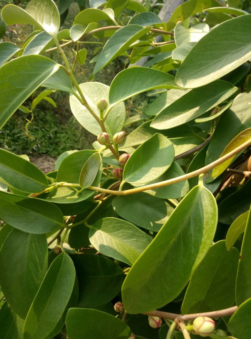 布福娜果