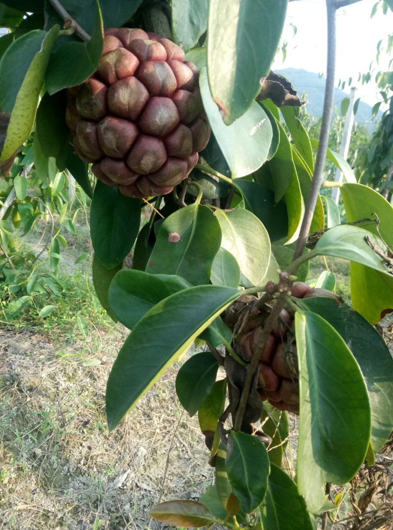 布福娜果
