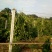 布福娜果