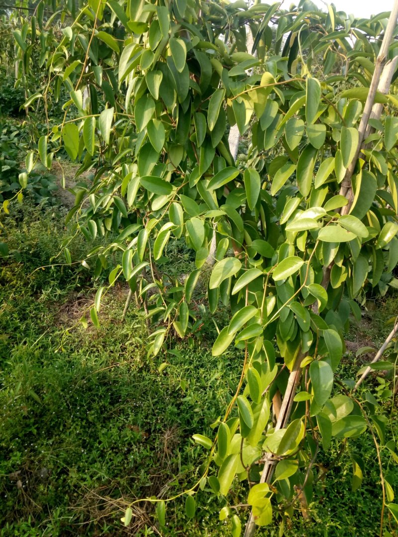 布福娜果