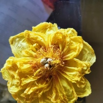 菊花（花类）热泵烘干机设备可定制厂家直销售后保障