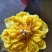 菊花（花类）热泵烘干机设备可定制厂家直销售后保障
