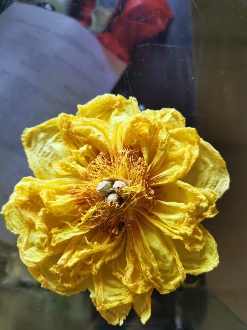 菊花（花类）热泵烘干机设备可定制厂家直销售后保障