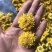 菊花（花类）热泵烘干机设备可定制厂家直销售后保障