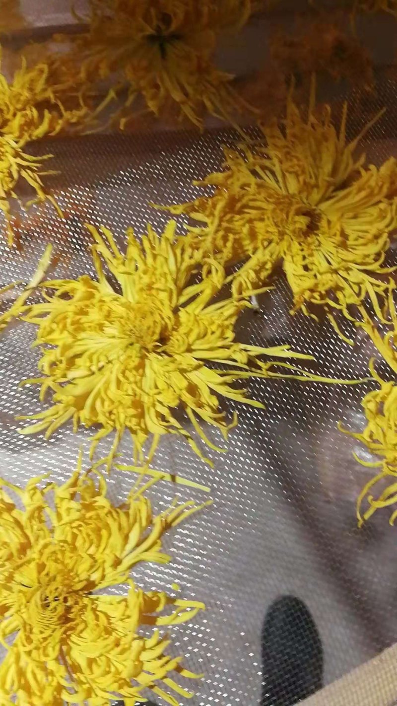 菊花（花类）热泵烘干机设备可定制厂家直销售后保障
