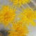 菊花（花类）热泵烘干机设备可定制厂家直销售后保障