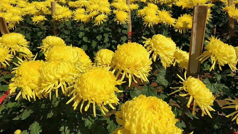 菊花（花类）热泵烘干机设备可定制厂家直销售后保障