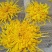 菊花（花类）热泵烘干机设备可定制厂家直销售后保障