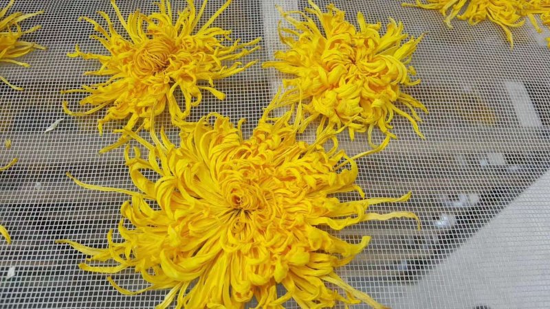 菊花（花类）热泵烘干机设备可定制厂家直销售后保障