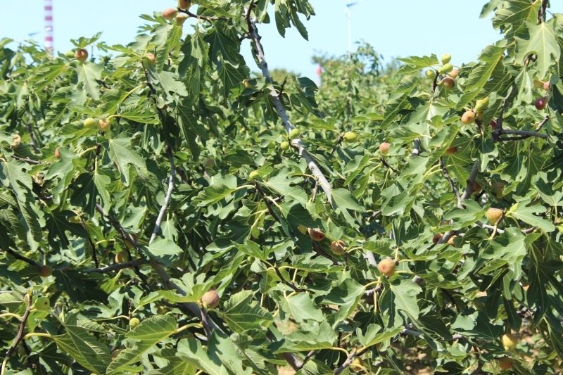 无花果干烟台蓬莱布兰瑞克风干无糖纯绿色零添加