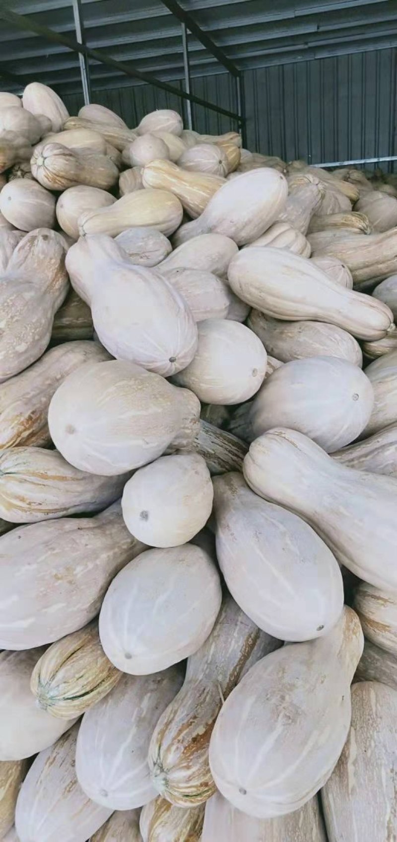 南瓜