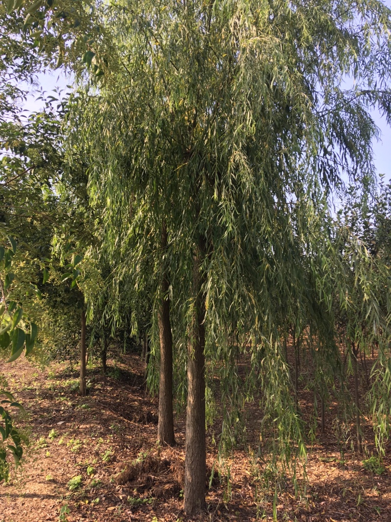 垂柳基地直销，现货供应，欢迎咨询