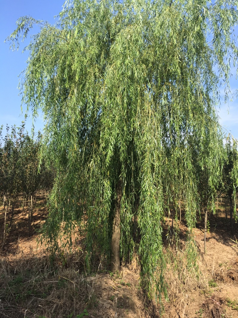 垂柳基地直销，现货供应，欢迎咨询