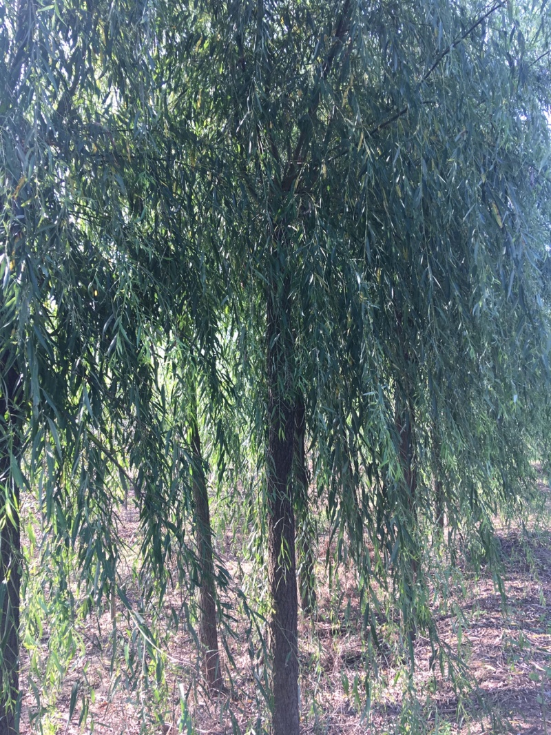 垂柳基地直销，现货供应，欢迎咨询