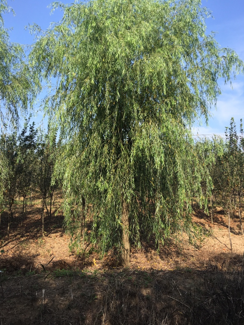 垂柳基地直销，现货供应，欢迎咨询