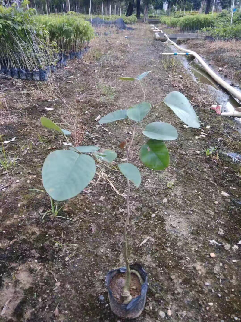 檀香紫檀小叶紫檀印度紫檀