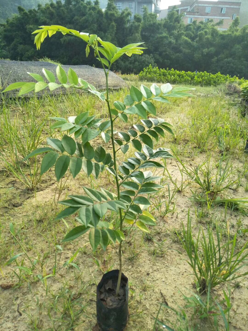 海南黄花梨树苗黄花梨手串