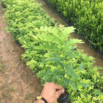 海南黄花梨树苗黄花梨手串