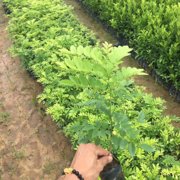 海南黄花梨树苗黄花梨手串