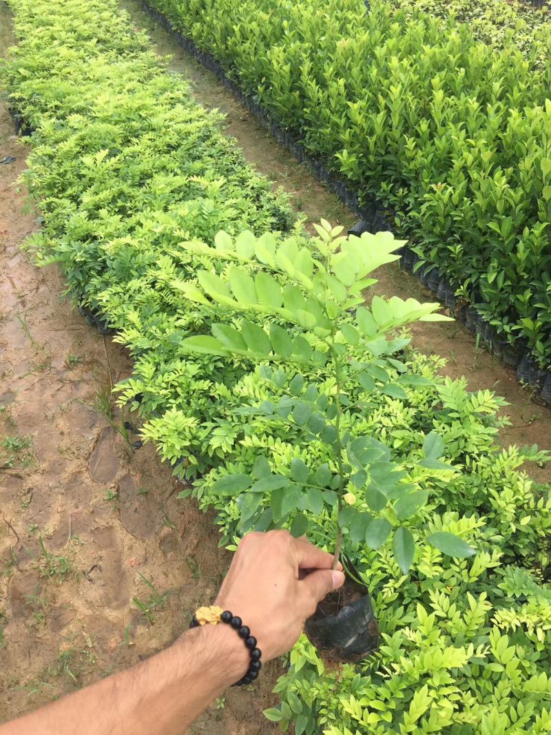 海南黄花梨树苗黄花梨手串