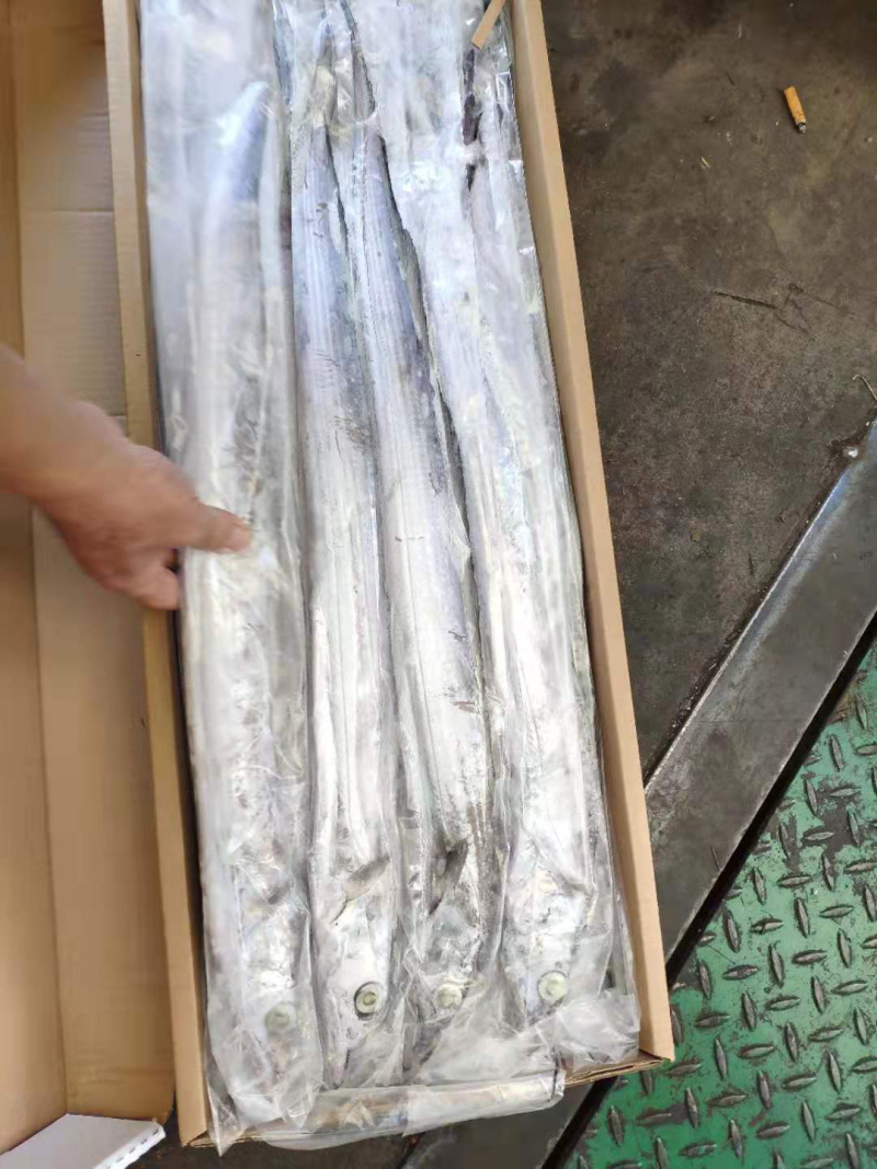 阿曼带鱼