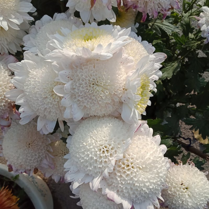 九月菊