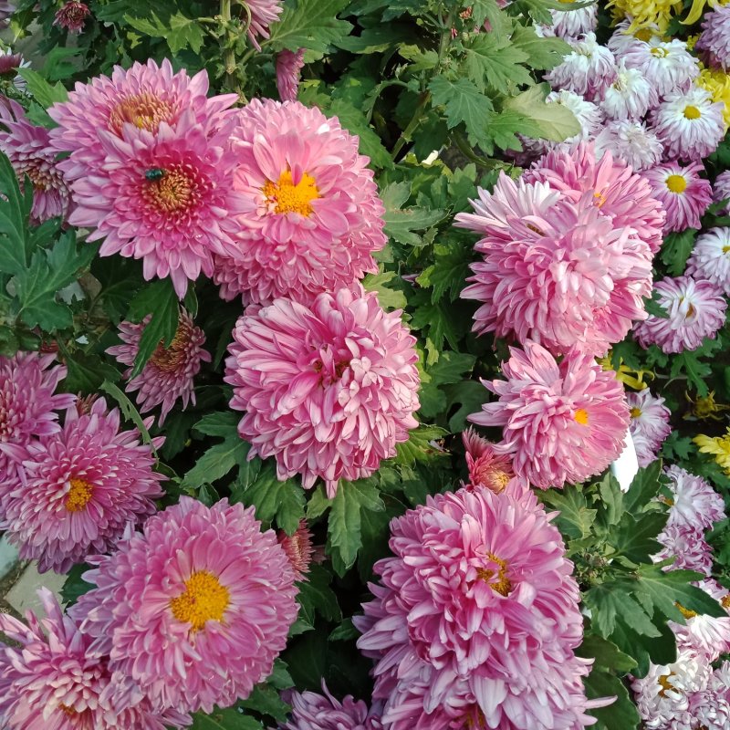 九月菊