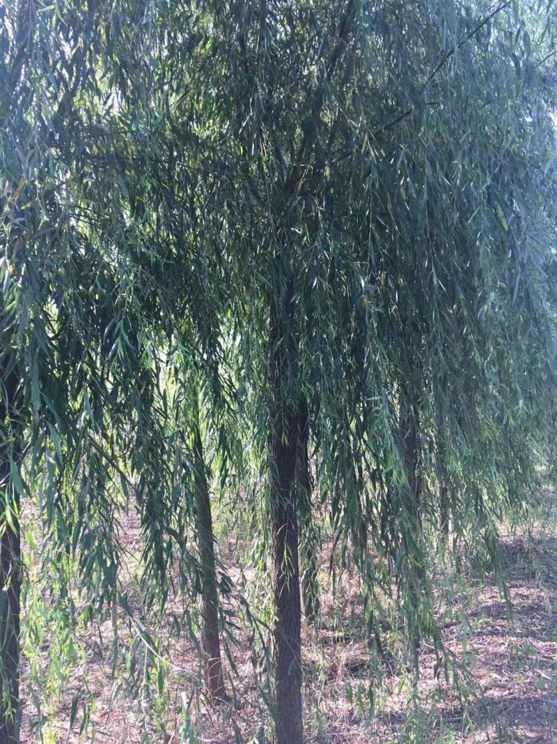 垂柳12公分，质量保证，现货供应