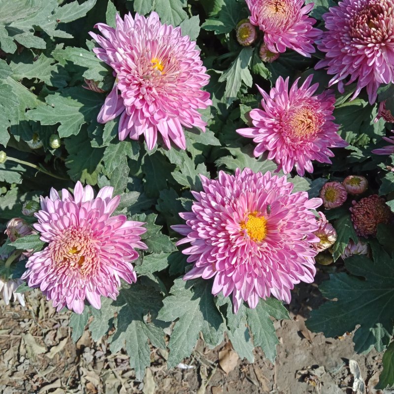 九月菊