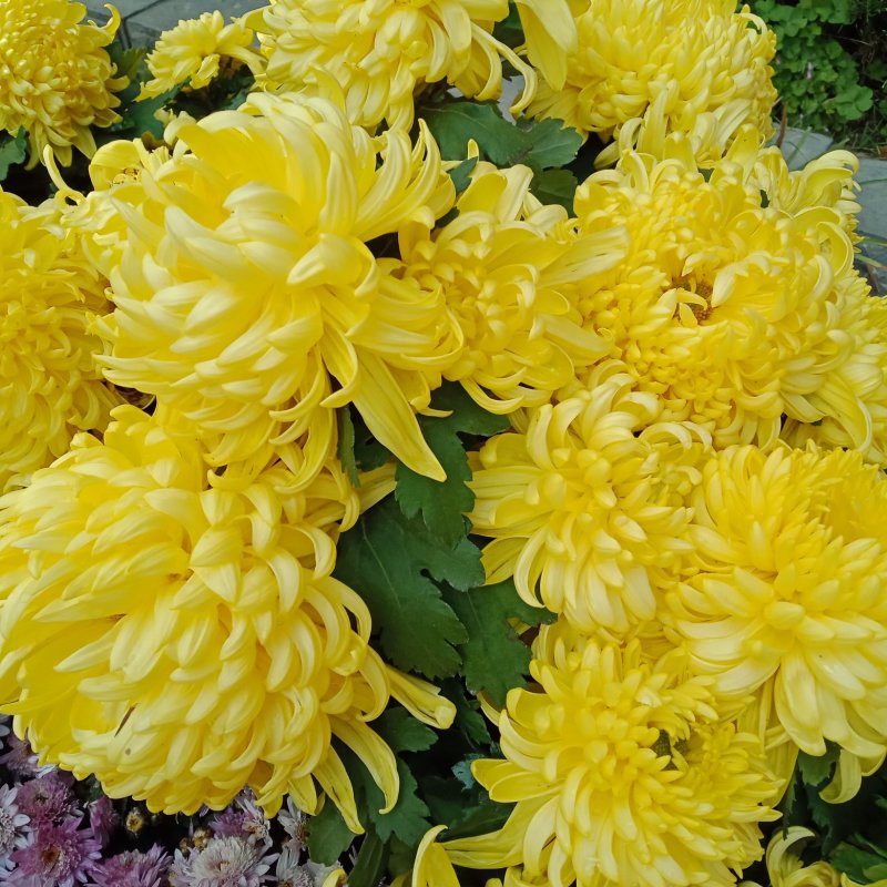 九月菊