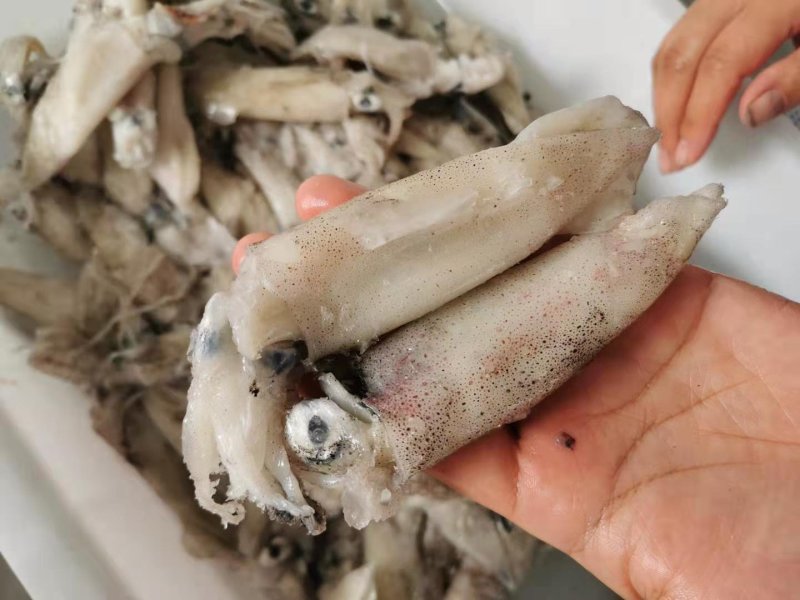 新鲜冷冻笔管鱼