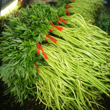 芦篙芦蒿藜蒿泥蒿蒿子2020年新鲜上市特产现货
