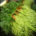 芦篙芦蒿藜蒿泥蒿蒿子2020年新鲜上市特产现货