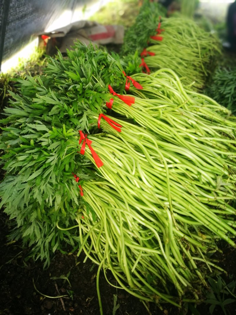 芦篙芦蒿藜蒿泥蒿蒿子2020年新鲜上市特产现货