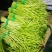 芦篙芦蒿藜蒿泥蒿蒿子2020年新鲜上市特产现货