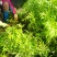 芦篙芦蒿藜蒿泥蒿蒿子2020年新鲜上市特产现货