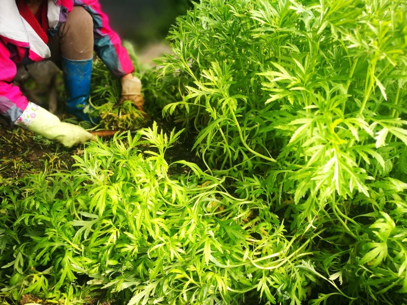 芦篙芦蒿藜蒿泥蒿蒿子2020年新鲜上市特产现货