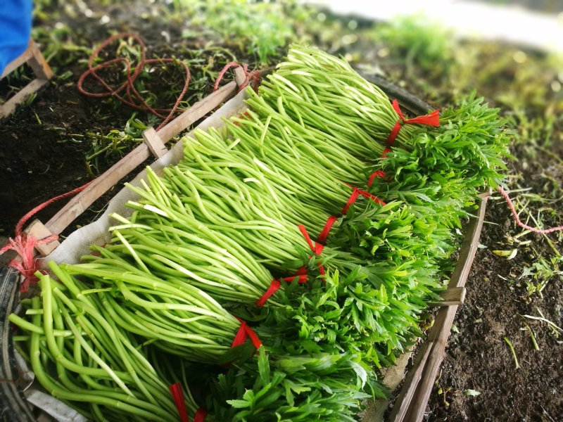 芦篙芦蒿藜蒿泥蒿蒿子2020年新鲜上市特产现货