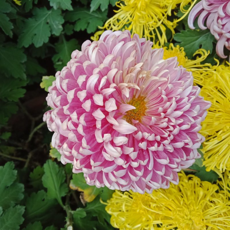 菊花