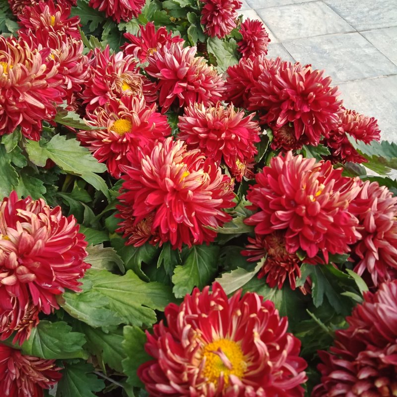 菊花