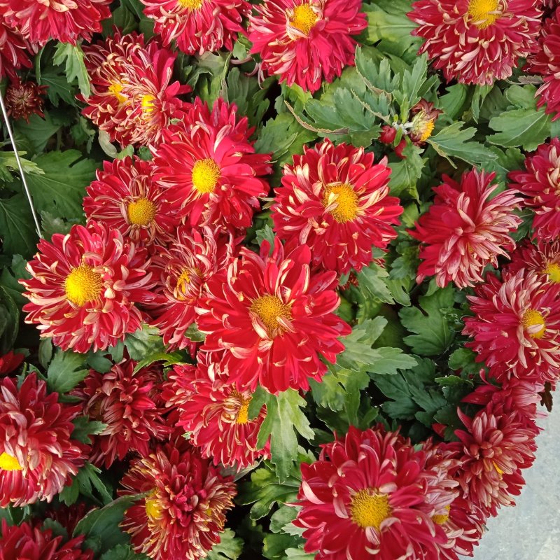 菊花