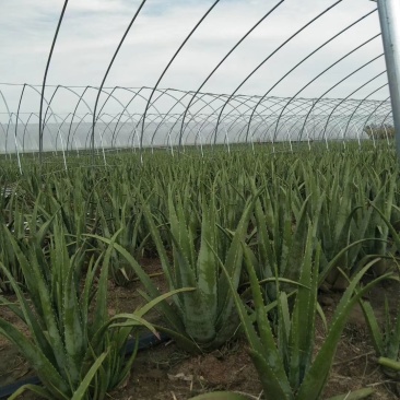 库拉索芦荟种植基地