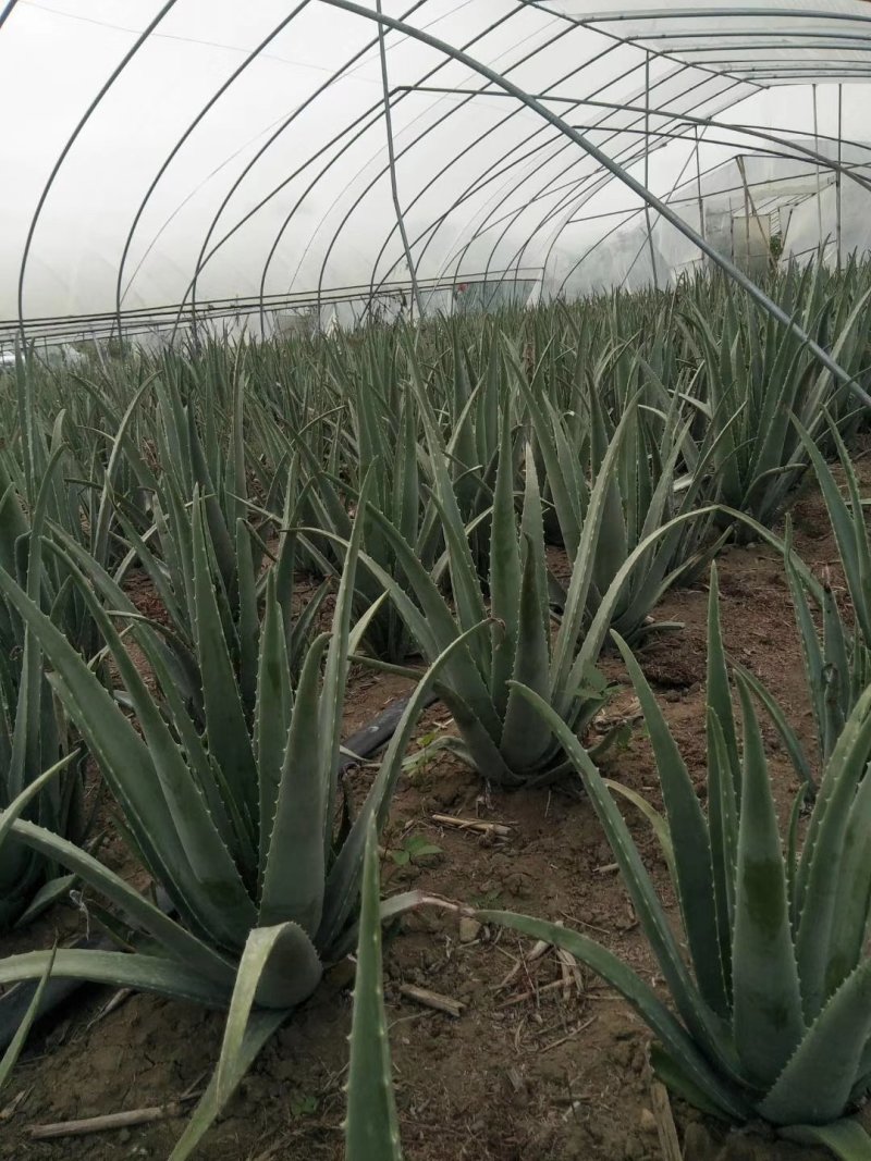 库拉索芦荟种植基地