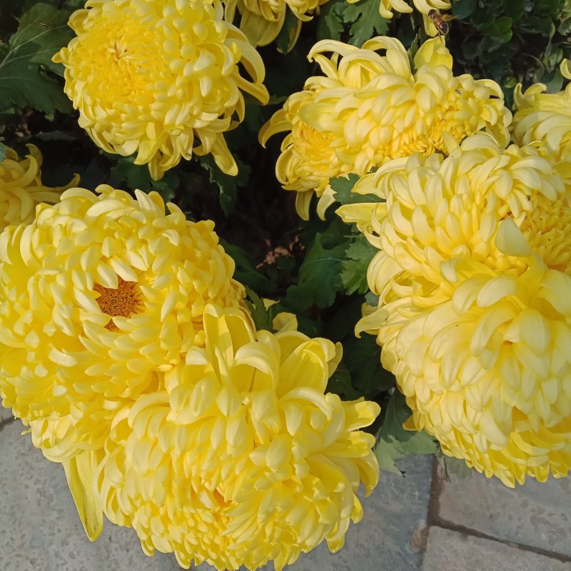 九月菊