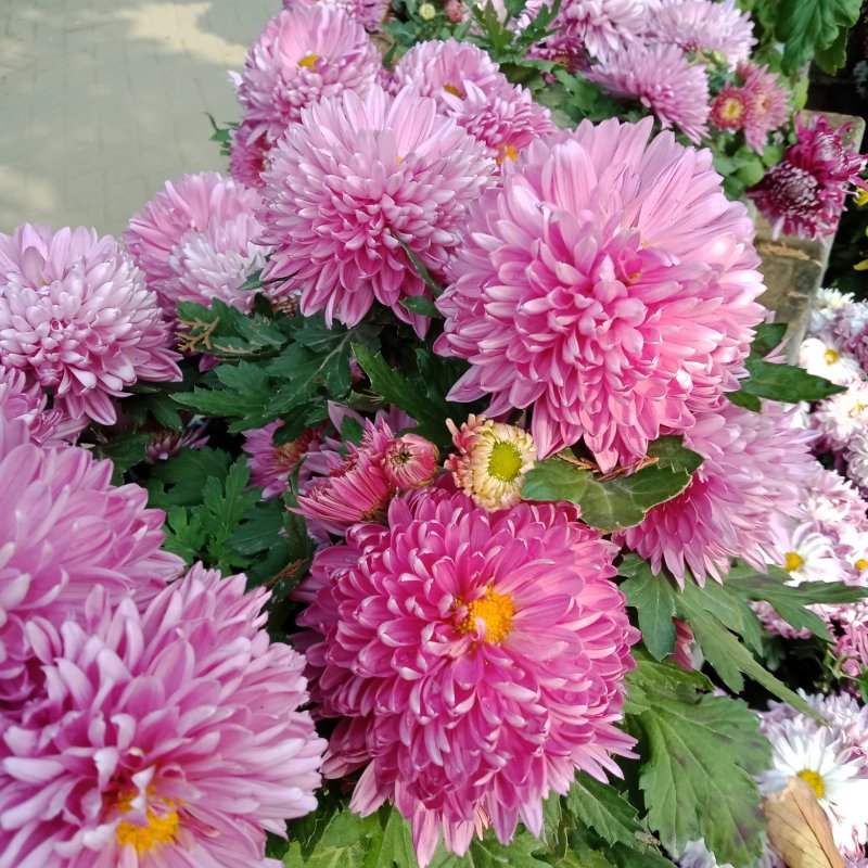 九月菊