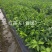 红美人(爱媛28)苗品种纯正包邮免费枝术支持