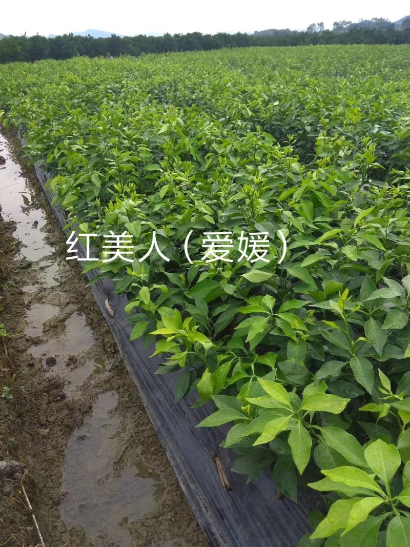 红美人（爱媛28）苗品种纯正包邮免费枝术支持