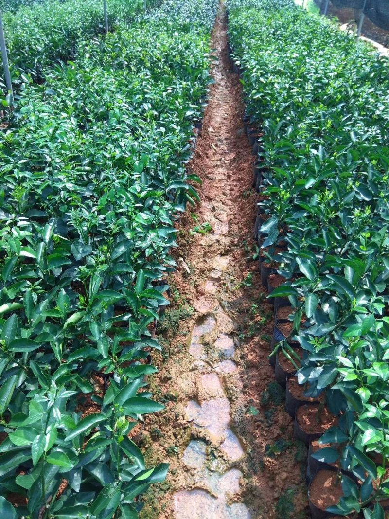 红美人（爱媛28）苗品种纯正包邮免费枝术支持