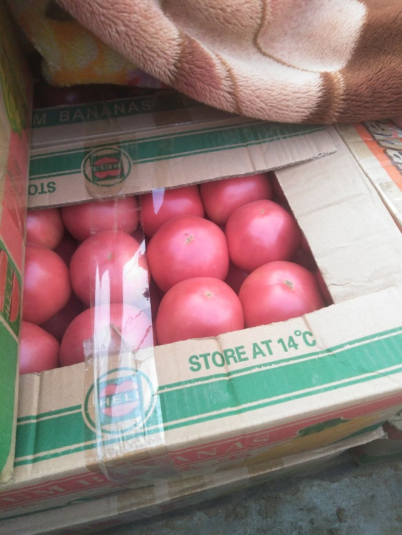 尖椒新乐市尖椒9月份大量上市需要的联系我合作共赢