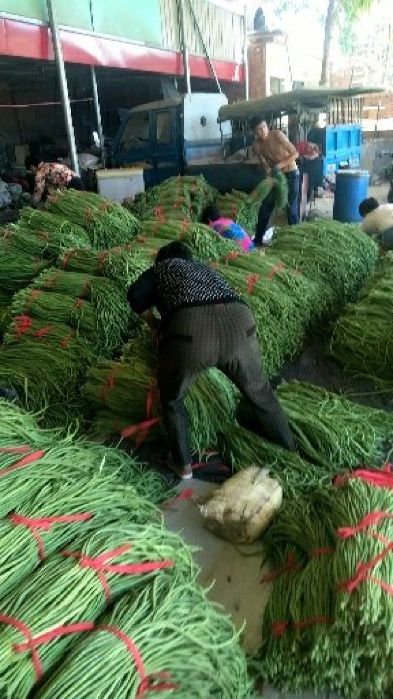 尖椒新乐市尖椒9月份大量上市需要的联系我合作共赢